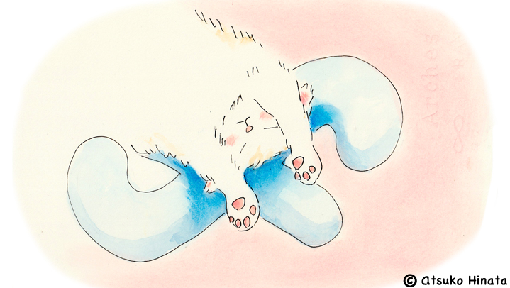 はっとり動物病院