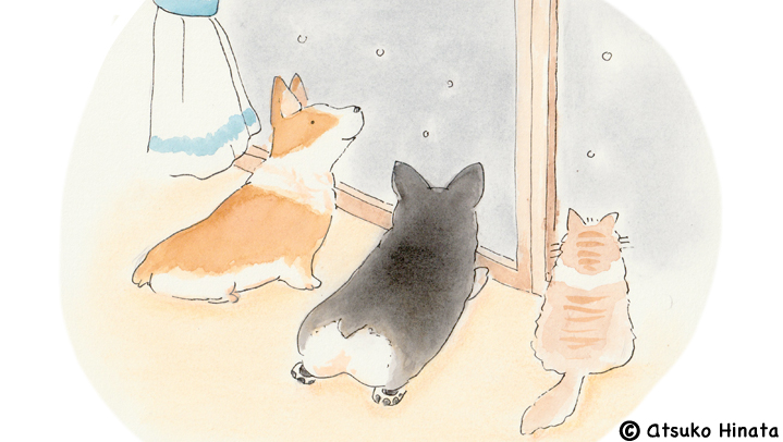 はっとり動物病院