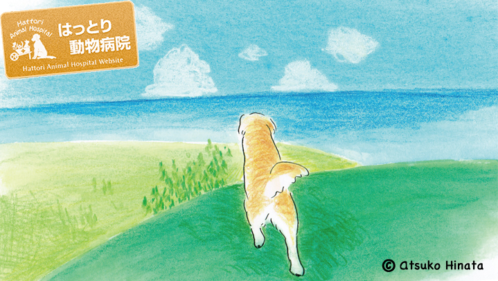 はっとり動物病院