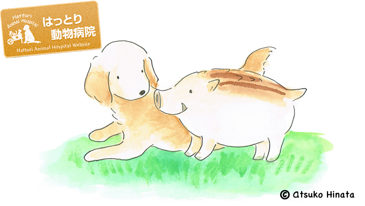 はっとり動物病院