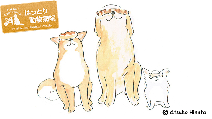 はっとり動物病院