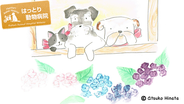 はっとり動物病院