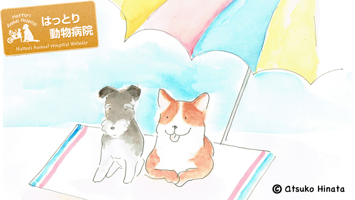 はっとり動物病院