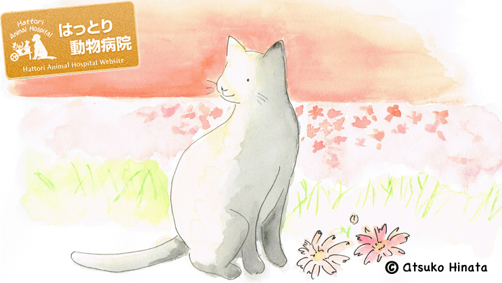 はっとり動物病院