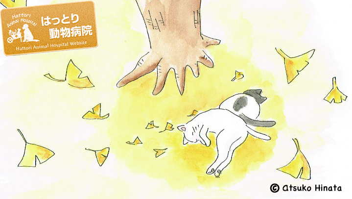 はっとり動物病院