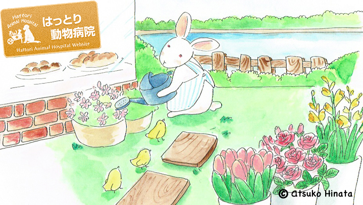 はっとり動物病院