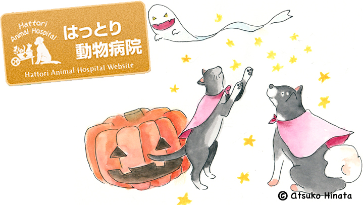 はっとり動物病院