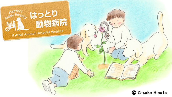 はっとり動物病院