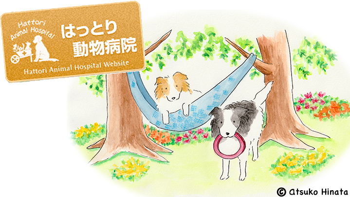 はっとり動物病院