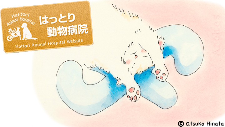 はっとり動物病院