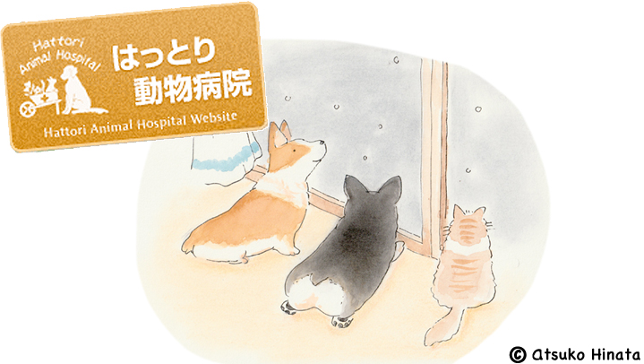 はっとり動物病院