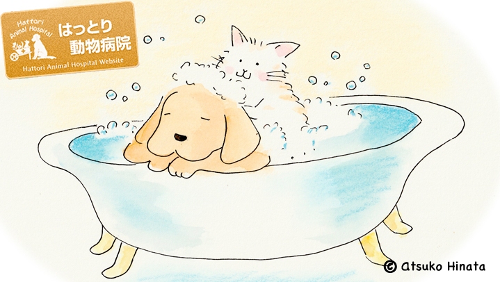 はっとり動物病院